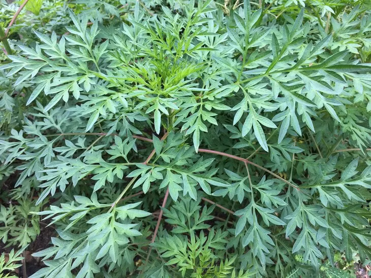  Rau nhái là loài thực vật thuộc Chi cúc tây có hoa màu hồng, mỗi hoa có 5-10 quả, lá kép 3 lần, mọc so le, gốc cuống phát triển thành bẹ. Ảnh Internet