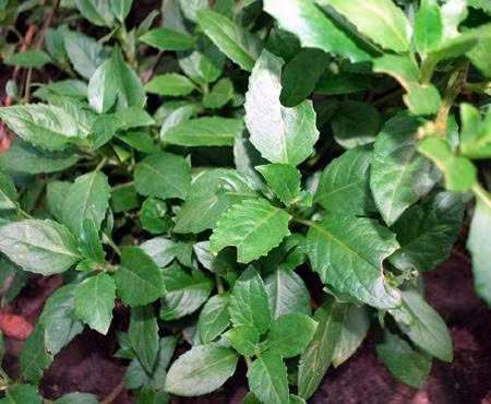 Rau lủi hiện nay là một trong những loại rau được mọc tự nhiên hoặc trồng nhiều ở miền núi vùng cao, địa hình dốc như Gia Lai, Quảng Nam… Ảnh Internet