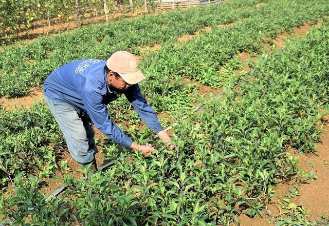 Ngày trước, đối với người đồng bằng, cây rau lủi hiếm khi tìm thấy ở chợ, có chăng do những người thân có dịp lên núi hái mang về làm quà để thay đổi khẩu vị. Giờ đây ở khắp mọi miền tổ quốc, loại rau rừng này đã trở thành món ăn khoái khẩu được nhiều người tìm mua. Ảnh Internet