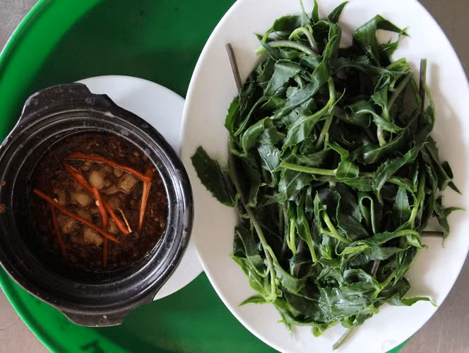 Loại rau rừng chữa vết thương chảy máu: Khi bị thương, chảy máu dùng rau lủi bịt vào vết thương sẽ giúp giảm đau, giảm sưng, viêm. Ảnh minh họa