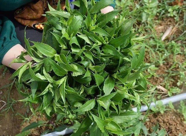 Trong y học cổ truyền, rau lủi được đánh giá cao với nhiều công dụng tốt cho sức khỏe. Theo Đông y, rau lủi có vị cay, ngọt, tính bình, mang lại tác dụng thanh nhiệt, giải độc, lợi tiểu, tiêu viêm và hỗ trợ điều hòa máu huyết. Đặc biệt, loại rau này còn có tác dụng chữa trị nhiều bệnh lý khác nhau như: Ảnh Internet