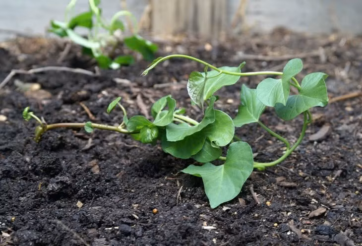Theo chuyên gia dinh dưỡng, dinh dưỡng trong rau khoai lang tốt hơn rất nhiều so với củ khoai lang như vitamin B6 trong lá khoai lang cao gấp 3 lần so với củ khoai lang. Vitamin C cao gấp 5 lần, polyphenol cao gấp 8 lần. Ảnh Internet