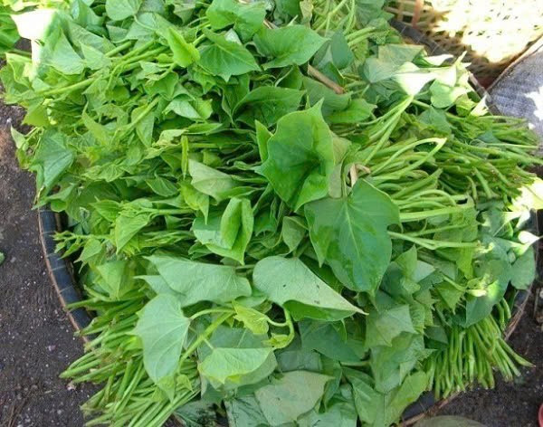  Thanh nhiệt, giải độc: Rau lang có khả năng làm mát và thanh nhiệt hiệu quả. Chất diệp lục có trong loại rau này không chỉ hỗ trợ làm sạch máu mà còn giúp loại bỏ bớt độc tố bên trong cơ thể. Ảnh Internet