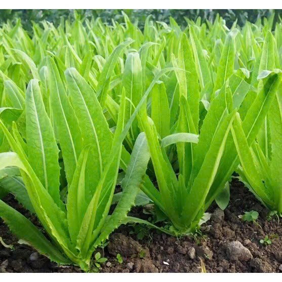 Cách chế biến rau diếp cũng rất đa dạng, từ ăn sống đến nấu chín cùng với nhiều nguyên liệu như: Salad, bánh mì kẹp, nấu canh, làm rau lẩu,... Ảnh minh họa