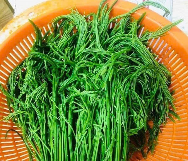 Rau thối là loại cây leo có nhiều gai nhọn, lá kép nhỏ màu xanh thẫm, hình dáng giống lá cây phượng. Người đi rừng sẽ hái đầy một gùi những ngọn rau tươi ngon mơn mởn bó thành bó, lá già của cây được bỏ đi vì không thể làm thức ăn. Ảnh Internet