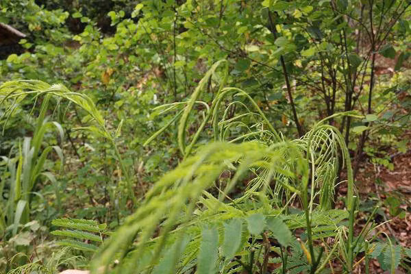 Sở dĩ người ta đặt cái tên rau thối (hay còn gọi là rau pắc nam) cũng bởi nó có mùi hôi ngai ngái đặc trưng, ai gặp lần đầu cũng thấy sợ và khó ăn. Ảnh Internet