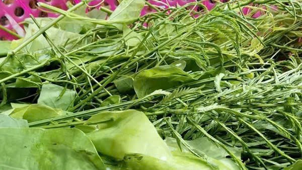 Thế nhưng thực khách ăn lâu rất dễ bị "nghiện" vị ngọt, hương nồng nàn của rau, nhai lâu còn thấy khá giống vị rau rút ở miền xuôi. Ảnh Internet