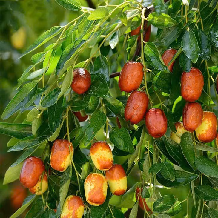 Theo Healthline, do hàm lượng chất xơ cao và lượng calo thấp, hồng táo là món ăn nhẹ lành mạnh. Ngoài ra, loại quả này chứa một số vitamin và khoáng chất, đặc biệt giàu vitamin C có đặc tính chống oxy hóa và tăng cường miễn dịch. Ảnh Internet