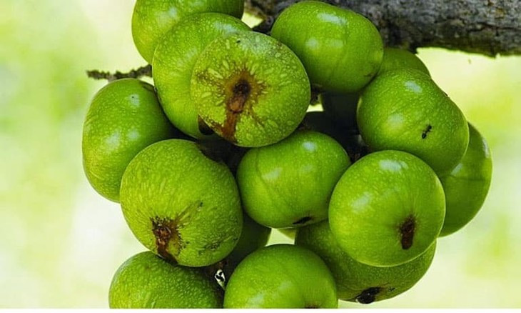 Một quả sung tươi nhỏ (40 gram) chứa 30 calo, 8 g carbs, 1 g chất xơ cùng các chất magie, kali, vitamin B6, vitamin K... Ảnh Internet