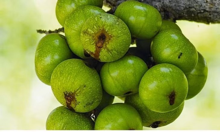 Một quả sung tươi nhỏ (40 gram) chứa 30 calo, 8 g carbs, 1 g chất xơ cùng các chất magie, kali, vitamin B6, vitamin K... Ảnh Internet