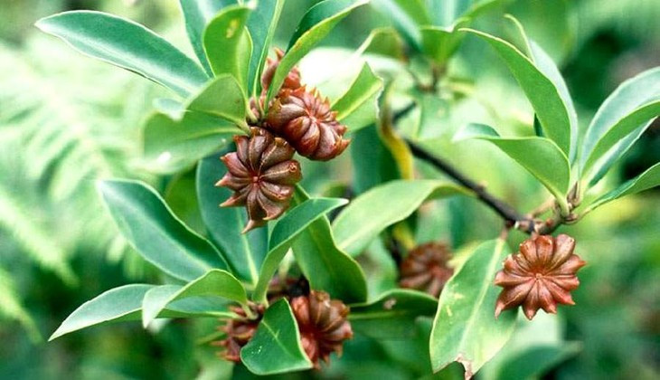 Công dụng của hoa hồi không chỉ tăng hương vị cho những món ăn ngon mà còn mang lại nhiều lợi ích cho sức khỏe. Ảnh minh họa