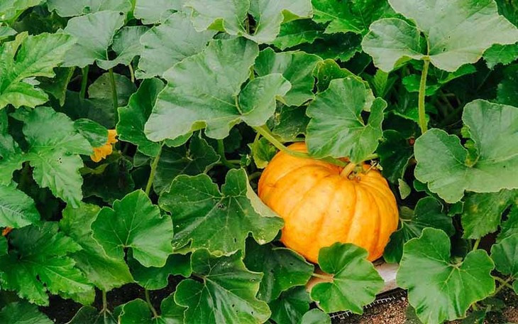 Hầu như tất cả các bộ phận của bí đỏ đều được sử dụng. Từ lá non, ngọn bí, nụ hoa, quả non, quả già đều sử dụng làm thực phẩm rất ngon và bổ. Ảnh minh họa