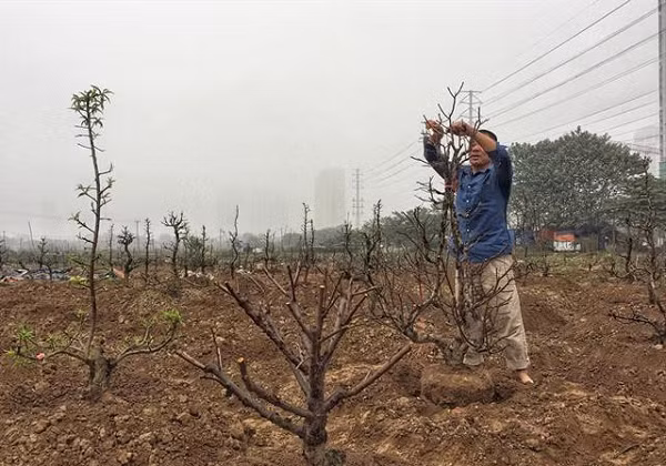 Khi chuyển đào ra đất trồng các bạn cũng có thể để đào trong chậu hoa đào cũ nhưng nên thay hỗn hợp đất mới trong bầu với tỉ lệ 3-4 phần đất thì trộn với 1 phần phân hữu cơ.