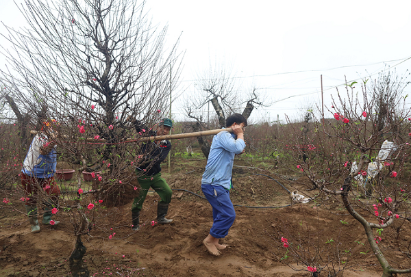 Hãm cây là nhằm hạn chế sự sinh trưởng, bắt cây chuyển sang giai đoạn ra hoa. Dùng dao thật sắc khứa quanh một vòng cho đứt vỏ qua tầng libe vào tận gỗ ở vùng gần cổ cây. Sau khi hãm độ một tuần, lá đào hơi chuyển màu từ xanh đậm sang xanh nhạt và hơi rũ xuống là được.