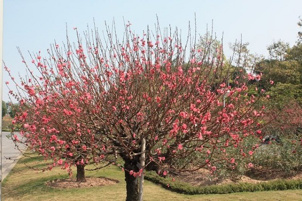 Không tưới, không xới xáo. Dùng dao khứa quanh thân một vòng đứt vỏ như đã nói ở phần trên. Bới đất, chặt bớt rễ, dùng mai xén bớt từ 10-20% rễ, cần xén rải rác đều xung quanh gốc, liệu xén như bầu định đánh lên vào dịp Tết.