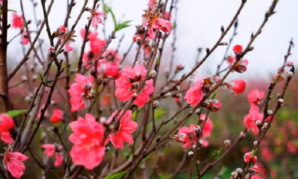 Nếu đào bị nhện đỏ làm vàng lá, rụng lá có thể dùng luân phiên các loại thuốc Regent 800WG, Sokupi… Nếu chậu hoa đào có dấu hiệu lở cổ rễ hay đốm lá thì cần dùng Anvil 10EC hat Penac P. Cây đào cũng có thể bị rệp sáp làm hại, có thể dùng Supracide để phòng trừ.