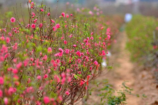 Đầu tháng 12 âm lịch, nếu thấy các nụ hoa chưa nhú một cách rõ ràng, báo hiệu hoa sẽ nở chậm, cần phải thúc bằng cách: Tưới phân đạm Sunfat nitrat hay ure. Bới xung quanh gốc sâu độ 5cm, tưới phân Bắc, nước tiểu. Tưới nước nóng 35 độ -40 độC.
