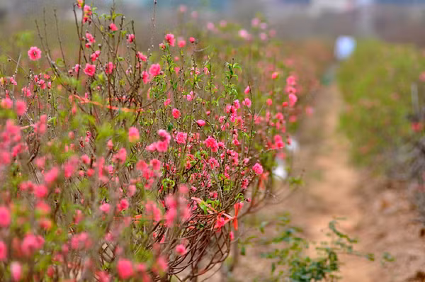 Đầu tháng 12 âm lịch, nếu thấy các nụ hoa chưa nhú một cách rõ ràng, báo hiệu hoa sẽ nở chậm, cần phải thúc bằng cách: Tưới phân đạm Sunfat nitrat hay ure. Bới xung quanh gốc sâu độ 5cm, tưới phân Bắc, nước tiểu. Tưới nước nóng 35 độ -40 độC.