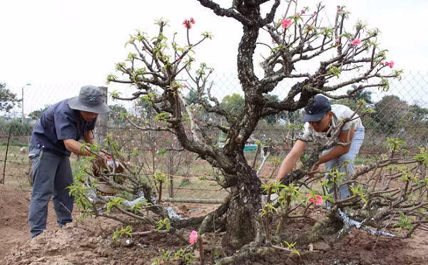 Khi trồng lại cây đào, cần chọn đất cao ráo, tháo nước tốt, làm đất tơi xốp, lên luống cao khoảng 25-30cm, rộng 70cm, tạo rãnh để thoát nước tốt. Trước khi trồng có thể dùng các chế phẩm để cho cây đào phát triển rễ như siêu ra rễ, vườn sin thái, Orgamin hòa với nước sạch theo hướng dẫn trên bao bì để tưới ẩm bầu trước khoảng 10-15 ngày khi trồng đào.