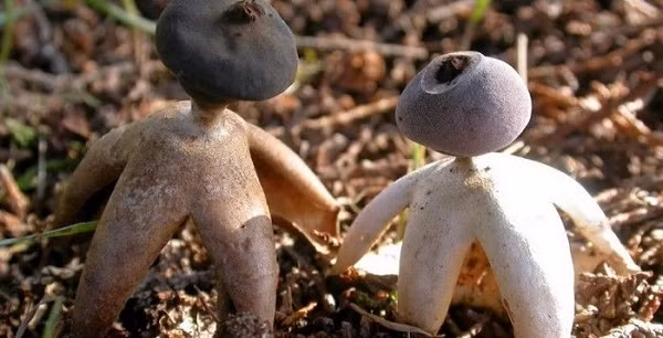 Hình dạng đặc biệt của G. britannicum giúp nó nổi bật so với các loài nấm thông thường. Các nhà nghiên cứu cho biết G. britannicum đã được tìm thấy tại 15 địa điểm trên khắp miền nam nước Anh.