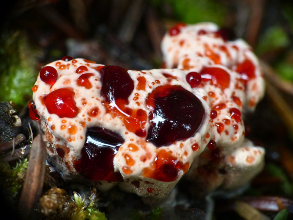 Hydnellum Peckii là loại nấm có hình dạng kinh dị, thuộc loài nấm hổ và đa phần sống bám trên thân các loại cây khác.