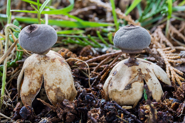 Ông chia sẻ thêm: “Tôi rất vui khi biết mình đã tìm thấy một loài nấm hoàn toàn mới. Tôi đến khu vực nấm mọc hàng năm và chúng luôn ở đó”.