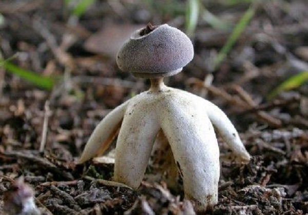 “Đây là một loài nấm mới trên thế giới. Các nhà khoa học đã phân tích một số mẫu của loài nấm này và phát hiện DNA của chúng hoàn toàn khác biệt”, Carl Chapman - thành viên của Hội giáo dục và du lịch hoang dã ở Norfolk cho biết.