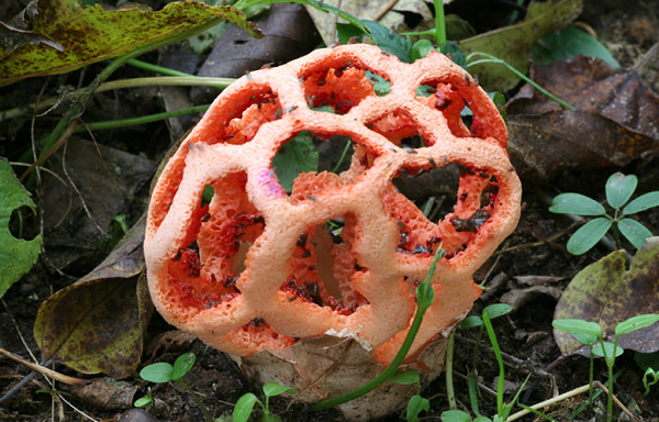 Những loài nấm luôn mang đến cho chúng ta nhiều điều thú vị bất ngờ đặc biệt nhờ vào vẻ ngoài của chúng. Clathrus Ruber là một loại nấm thuộc chi Clathrus. Chúng là loại nấm hôi và nó sẽ khiến bạn “sởn gai óc” bởi những lỗ trên người chúng.
