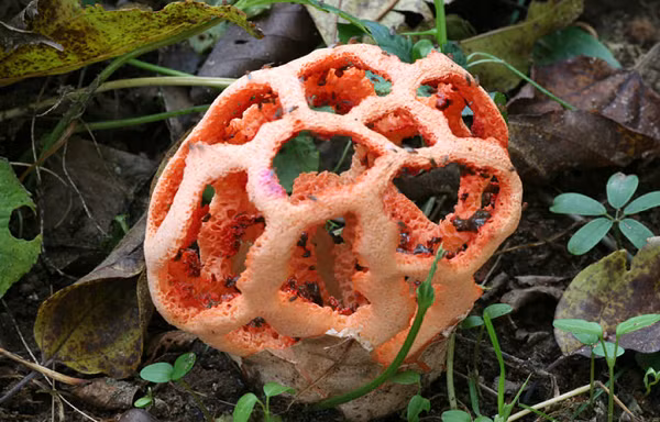 Những loài nấm luôn mang đến cho chúng ta nhiều điều thú vị bất ngờ đặc biệt nhờ vào vẻ ngoài của chúng. Clathrus Ruber là một loại nấm thuộc chi Clathrus. Chúng là loại nấm hôi và nó sẽ khiến bạn “sởn gai óc” bởi những lỗ trên người chúng.