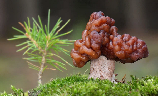 Khi ăn sống, loại nấm này vẫn chứa độc tố. Tuy nhiên, chúng được coi là thực phẩm phổ biến vùng Đông Âu và cư dân Ngũ Hồ Bắc Mỹ. Loại nấm này bị cấm lưu hành ở Tây Ban Nha, các gói nấm đem bán phải có chỉ dẫn sử dụng rõ ràng vì đôi khi được luộc qua thì chất độc cũng không thể tan hết.