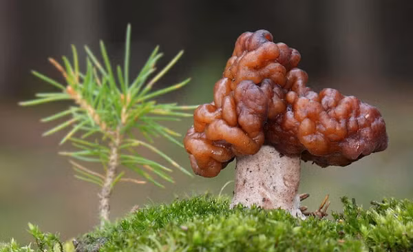 Khi ăn sống, loại nấm này vẫn chứa độc tố. Tuy nhiên, chúng được coi là thực phẩm phổ biến vùng Đông Âu và cư dân Ngũ Hồ Bắc Mỹ. Loại nấm này bị cấm lưu hành ở Tây Ban Nha, các gói nấm đem bán phải có chỉ dẫn sử dụng rõ ràng vì đôi khi được luộc qua thì chất độc cũng không thể tan hết.