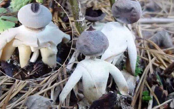 15 năm sau, các nhà nghiên cứu nấm tại Tây Ban Nha đã tiến hành phân tích mẫu DNA và khẳng định chúng thuộc một loài hoàn toàn mới, được đặt tên là nấm Geastrum britannicum.