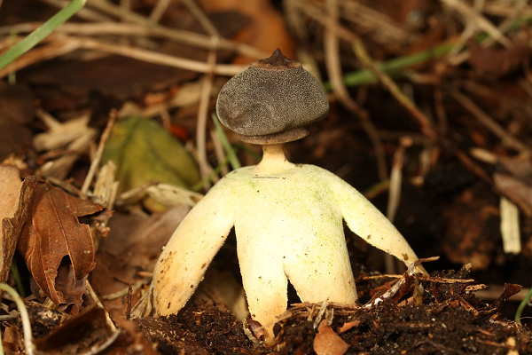 “Chúng giống như những người nấm nhỏ bé, có đầu và cánh tay như con người. Những đặc điểm kỳ lạ đó khiến tôi đặc biệt chú ý”, ông Jonathan Revett cho biết.