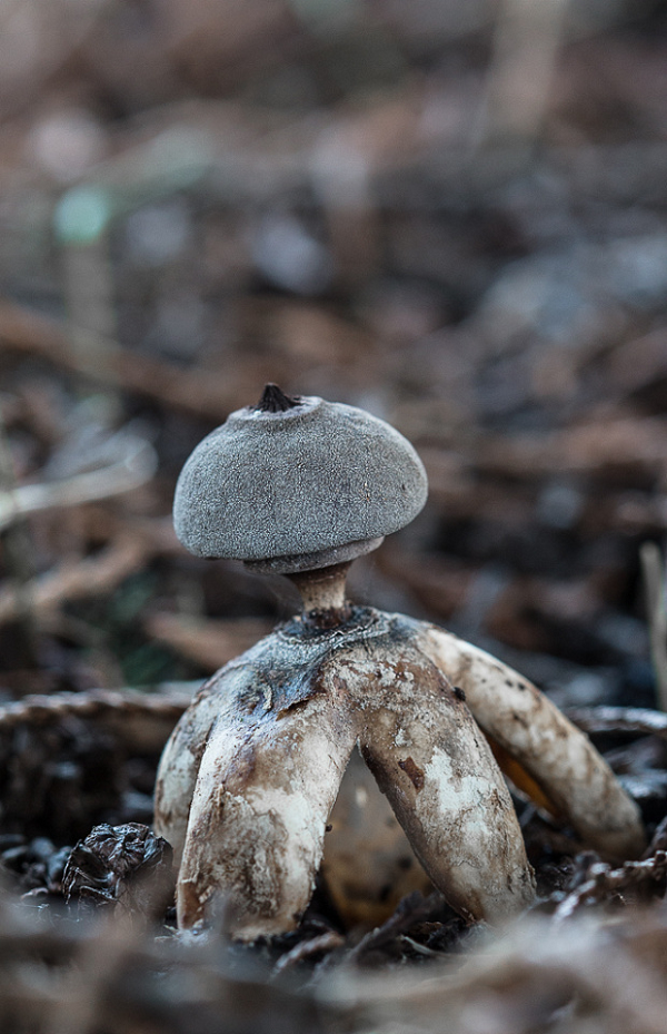 Các bức ảnh của Rivett cho thấy, G. britannicum không phải lúc nào cũng trông giống một con người. Theo các nhà khoa học, loài nấm mới phát hiện này không ăn được.