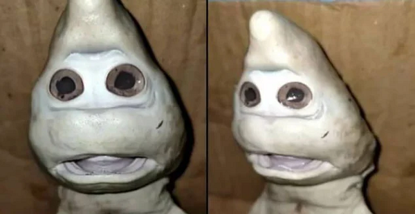 Ngư dân Abdullah Nuren đã bắt được con cá mập trong chuyến đi câu ở Rote Ndao, miền Đông Nusa Tenggara. Con cá mập khuôn mặt kỳ lạ là một trong ba con cá mập chào đời bên trong dạ dày của con cá mập to Abdullah Nuren bắt được.