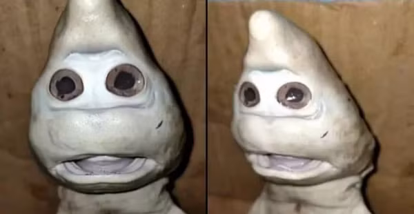 Ngư dân Abdullah Nuren đã bắt được con cá mập trong chuyến đi câu ở Rote Ndao, miền Đông Nusa Tenggara. Con cá mập khuôn mặt kỳ lạ là một trong ba con cá mập chào đời bên trong dạ dày của con cá mập to Abdullah Nuren bắt được.