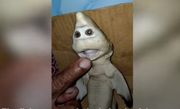 Abdullah Nuren nói: "Có rất nhiều người kéo đến muốn tận mắt nhìn thấy con cá mập có ngoại hình lạ. Nhiều người muốn mua nhưng tôi quyết định bảo quản cẩn thận, không bán vì tôi nghĩ con cá mang lại may mắn cho tôi".