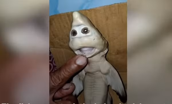 Abdullah Nuren nói: "Có rất nhiều người kéo đến muốn tận mắt nhìn thấy con cá mập có ngoại hình lạ. Nhiều người muốn mua nhưng tôi quyết định bảo quản cẩn thận, không bán vì tôi nghĩ con cá mang lại may mắn cho tôi".