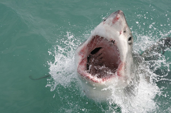 Cá mập quật con mồi để xé thịt. Vì vậy, chúng ta nên bám vào cá mập khi bị cắn nếu không muốn bị cắn mất chân tay.