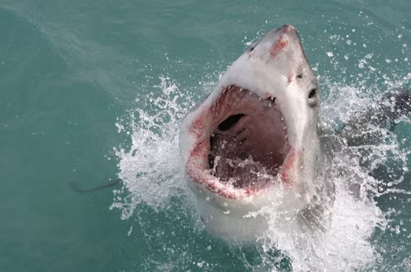Cá mập quật con mồi để xé thịt. Vì vậy, chúng ta nên bám vào cá mập khi bị cắn nếu không muốn bị cắn mất chân tay.