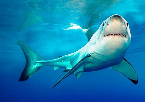 Khi gần đến lúc sinh con, cá mập mẹ sẽ không còn cảm giác thèm ăn để đảm bảo không ăn thịt cả những đứa con của chúng.