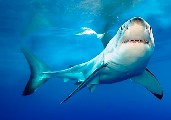 Khi gần đến lúc sinh con, cá mập mẹ sẽ không còn cảm giác thèm ăn để đảm bảo không ăn thịt cả những đứa con của chúng.