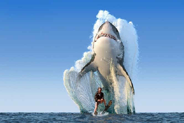 Một thực tế đáng ngạc nhiên thì loài cá mập rất đa dạng về kích thước. Bạn có biết cá mập voi có thể dài đến 50 feet (15 mét), trong khi đó cá mập đèn lồng chỉ dài bảy inch (15cm).