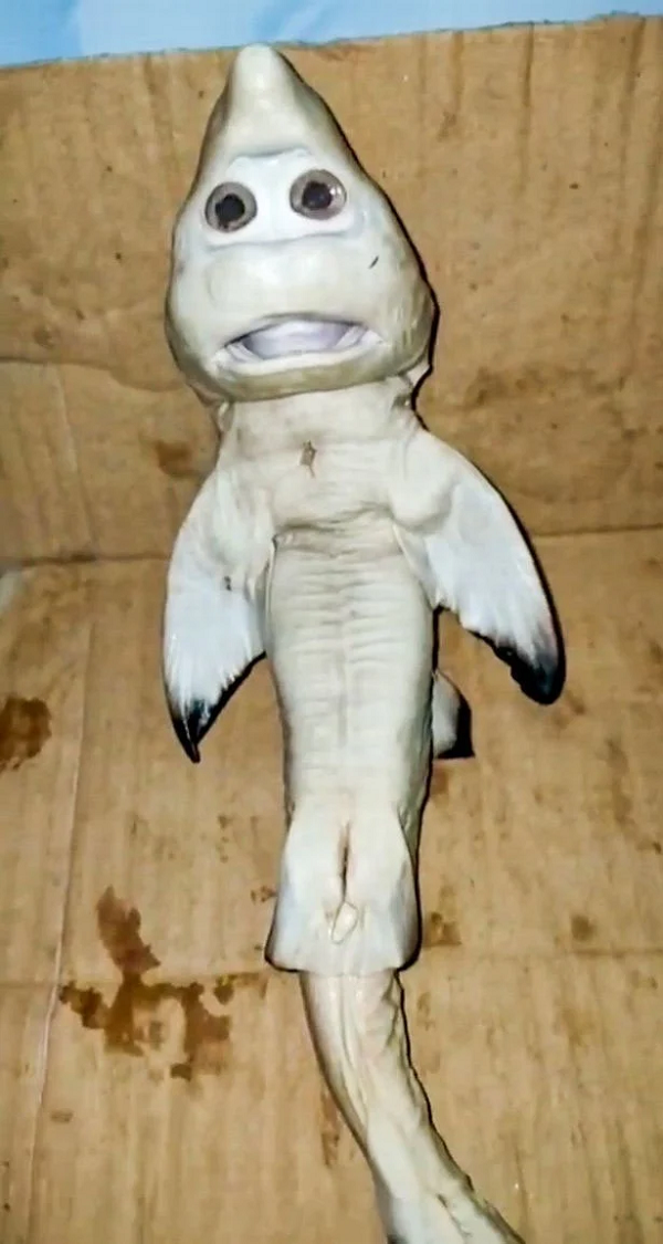 Người đàn ông cho biết: "Ban đầu tôi phát hiện ra con cá mập mẹ mắc vào lưới kéo. Ngày hôm sau, tôi mổ bụng con cá mập mẹ và phát hiện bên trong có ba con nhỏ. Hai con có vẻ ngoài hoàn toàn bình thường nhưng con thứ ba có gương mặt kỳ dị khá giống người. Tôi chưa bao giờ nhìn thấy con cá lạ có khuôn mặt kỳ dị như vậy".