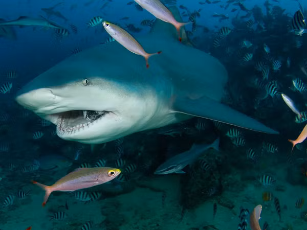 Cá mập thay răng nhiều lần. Những chiếc răng của chúng không mất đi do sâu răng mà thường mắc kẹt trên con mồi.