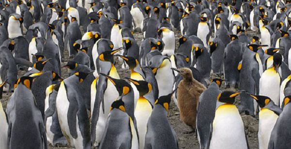 Để có được thức ăn ưa thích, những chú chim cánh cụt này có thể lặn sâu hơn 270 m thường là 100-300 m, kỉ lục ghi nhận được độ sâu 343 m trong khu vực Quần đảo Falkland. Tuy nhiên, hầu hết thời gian chúng sẽ không lặn quá sâu. Vào ban đêm, chúng không lặn sâu quá 30 mét.