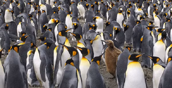 Để có được thức ăn ưa thích, những chú chim cánh cụt này có thể lặn sâu hơn 270 m thường là 100-300 m, kỉ lục ghi nhận được độ sâu 343 m trong khu vực Quần đảo Falkland. Tuy nhiên, hầu hết thời gian chúng sẽ không lặn quá sâu. Vào ban đêm, chúng không lặn sâu quá 30 mét.