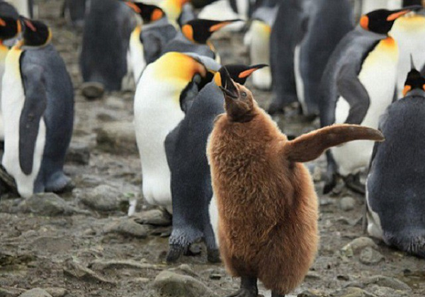 Chúng là loài có chim non yếu, có nghĩa là sau khi nở ra, chúng hoàn toàn phụ thuộc vào bố mẹ chúng. Cơ thể chúng chỉ được phủ một lớp lông mỏng.
