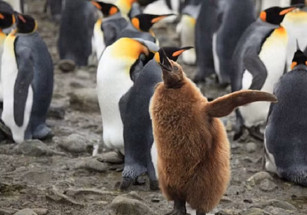 Chúng là loài có chim non yếu, có nghĩa là sau khi nở ra, chúng hoàn toàn phụ thuộc vào bố mẹ chúng. Cơ thể chúng chỉ được phủ một lớp lông mỏng.