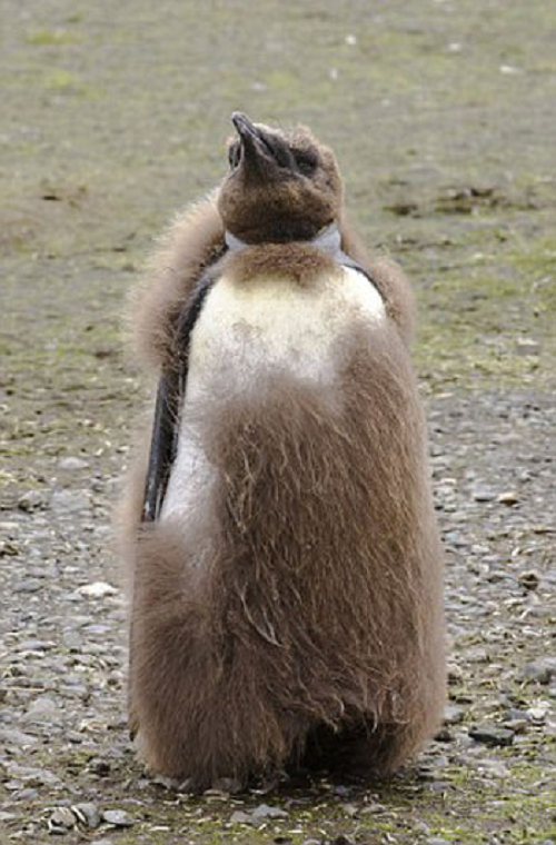 Tốc độ lặn xuống hoặc nổi lên là 2 - 5 km/h (1,2 - 3 dặm/giờ). Trên đất chúng đi lắc lư hoặc trượt trên đất bằng bụng, dùng chân và cánh để đẩy cơ thể lướt đi.